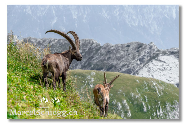 Steinbock/Alpstein Art.-Nr. MZ7-7874