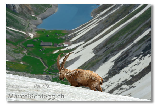 Marcel Schiegg, Marcel Schiegg Fotografie, Alpensteinbock, Steinbock, Wildtiere