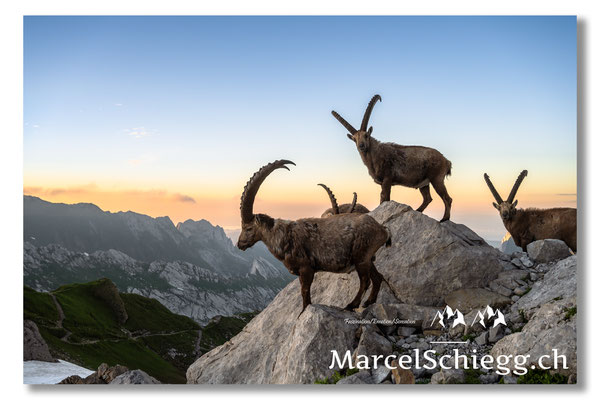 Steinbock/Alpstein Art.-Nr. MZ7-2695