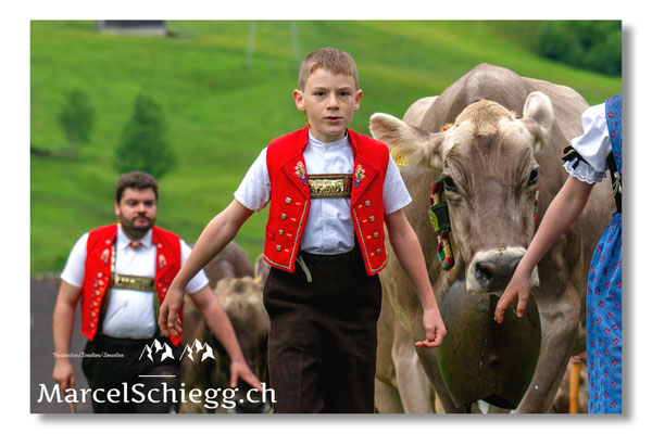 Öberefahre/Alpfahrt Art.-Nr. MZ8-3551/25