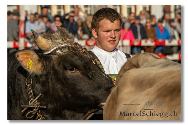 Vechschau/Viehschau Art.-Nr. MZ7-8395-Oktober