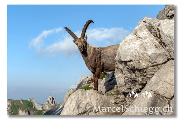 Steinbock/Alpstein Art.-Nr. MZ7-0594