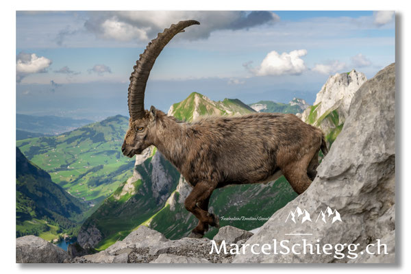 Steinbock/Alpstein Art.-Nr. MZ7-8674