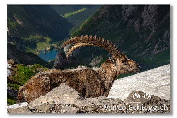 Steinbock/Alpstein Art.-Nr. MZ7-8910