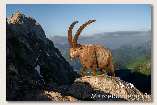 Steinbock/Alpstein Art.-Nr. MZ7-2853