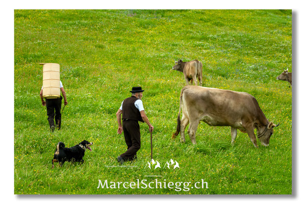Marcel Schiegg Fotografie, Tradition, Brauchtum, Alpfahrt, Oeberefahre, Appenzell, Appenzellerland, Öberefahre, Alpstein