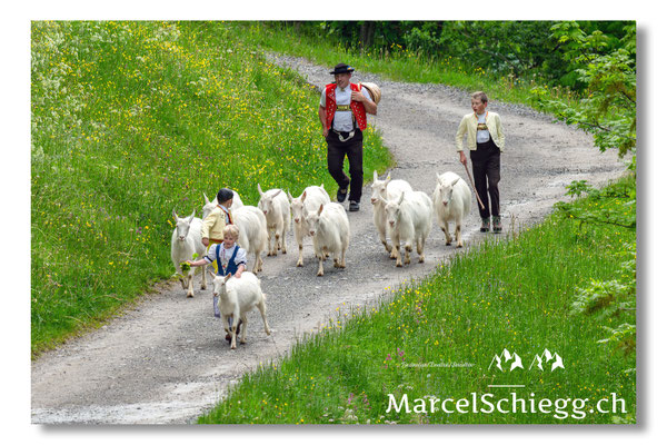 Marcel Schiegg Fotografie, Alpstein, Seealp, Tradition, Brauchtum, Alpfahrt, Oeberefahre, Appenzell, Ziegen