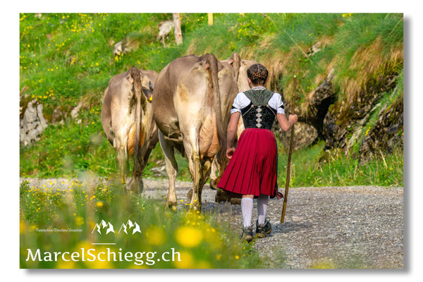 Marcel Schiegg Fotografie, Seealp, Alpstein, Tradition, Brauchtum, Alpfahrt, Oeberefahre, Appenzell