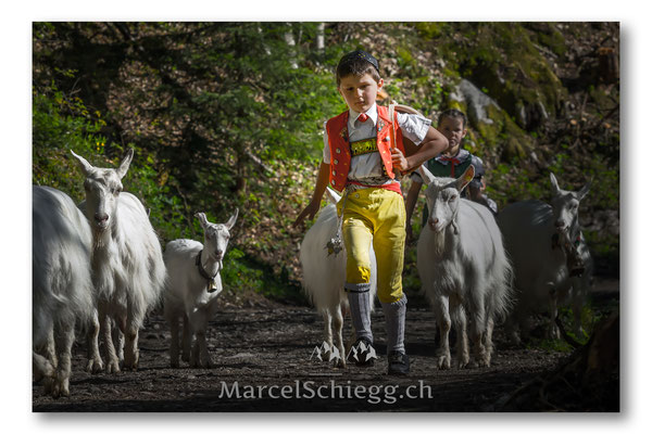 Öberefahre/Alpfahrt Art.-Nr. MS5-7833-Juni