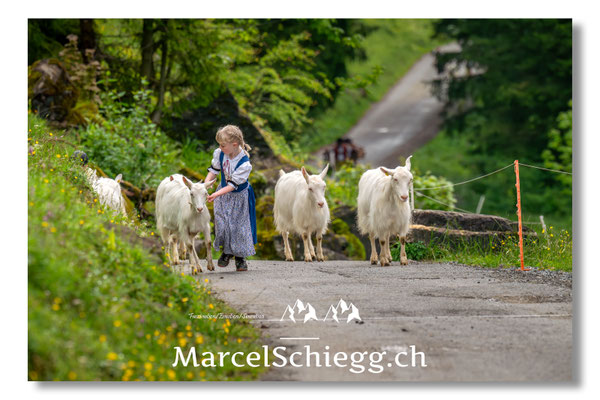 Marcel Schiegg Fotografie, Alpstein, Seealp, Tradition, Brauchtum, Alpfahrt, Oeberefahre, Appenzell, Ziegen