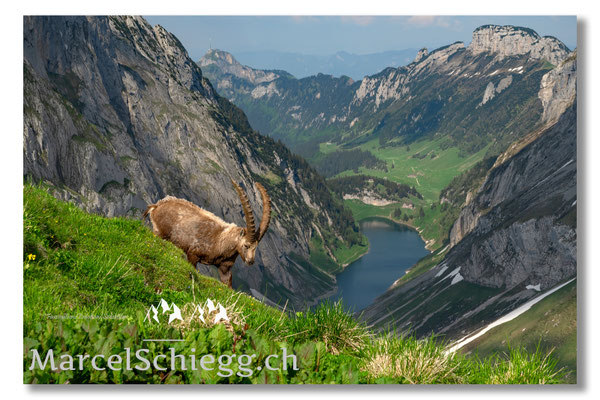Steinbock/Alpstein Art.-Nr. MZ7-7772