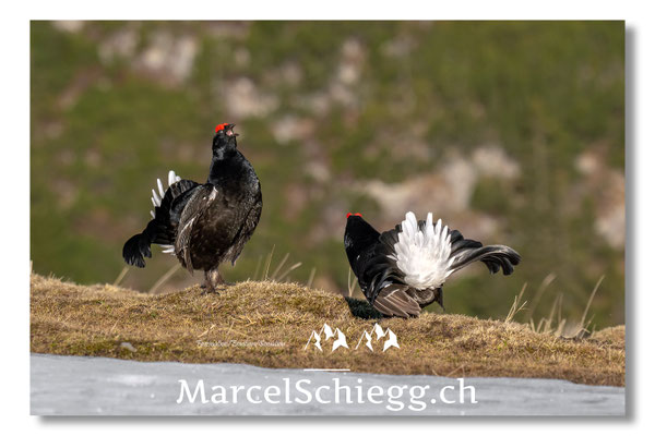 Marcel Schiegg, Marcel Schiegg Fotografie, Birkhuhn, Birkhuhnbalz, Balzplatz, Balzzeit, Wildtiere, Alpstein