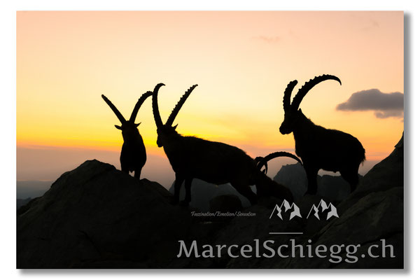 Steinbock/Alpstein Art.-Nr. MZ7-0738