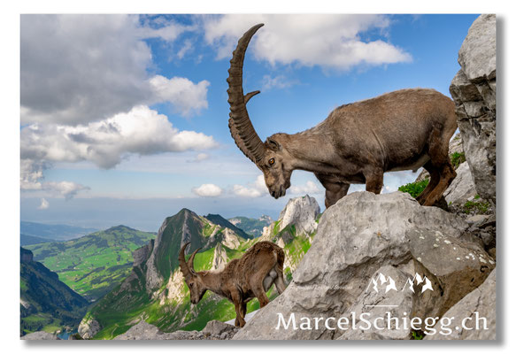 Steinbock/Alpstein Art.-Nr. MZ7-8636