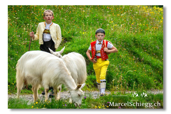 Marcel Schiegg Fotografie, Seealp, Alpstein, Tradition, Brauchtum, Alpfahrt, Oeberefahre, Appenzell, Ziegen