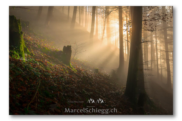 Appenzellerland/Im Wald Art.-Nr. MS8-4042-November