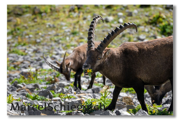 Steinbock/Alpstein Art.-Nr. MZ7-8665