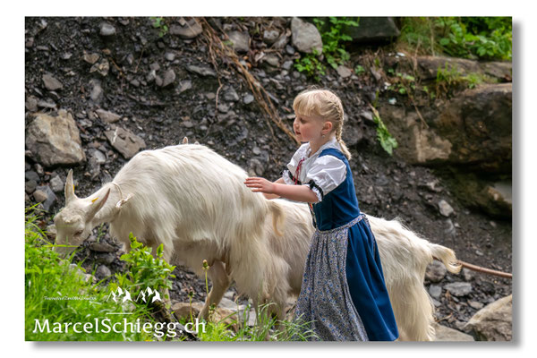 Marcel Schiegg Fotografie, Alpstein, Seealp, Tradition, Brauchtum, Alpfahrt, Oeberefahre, Appenzell, Ziegen