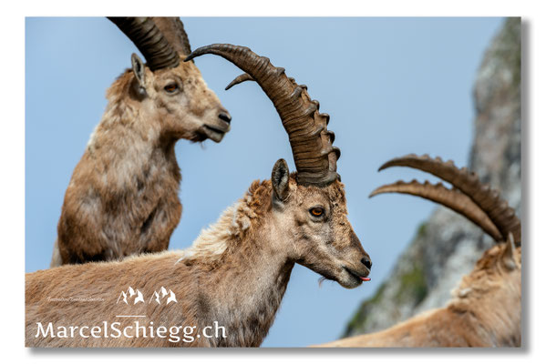 Steinbock/Alpstein Art.-Nr. MS8-1429