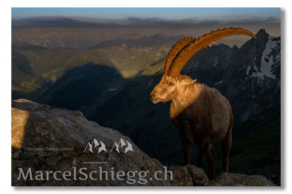Steinbock/Alpstein Art.-Nr. MZ7-2794