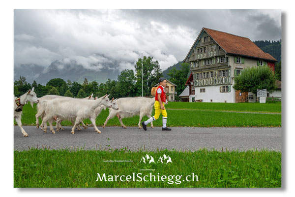 Öberefahre/Alpfahrt Art.-Nr. MZ8-8366/25