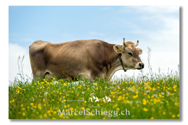 Marcel Schiegg Fotografie, Tradition, Brauchtum, Alpfahrt, Oeberefahre, Appenzell, Appenzellerland, Öberefahre, Alpstein