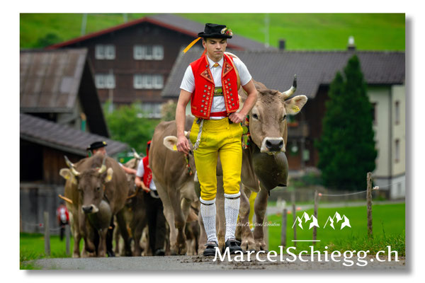 Marcel Schiegg Fotografie, Tradition, Brauchtum, Alpfahrt, Oeberefahre, Appenzell, Appenzellerland, Öberefahre, Hornkuh, Braunvieh