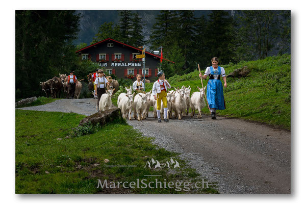 Öberefahre/Alpfahrt Art.-Nr. DSC-5598-September