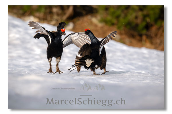 Marcel Schiegg, Marcel Schiegg Fotografie, Birkhuhn, Birkhuhnbalz, Balzplatz, Balzzeit, Wildtiere, Alpstein