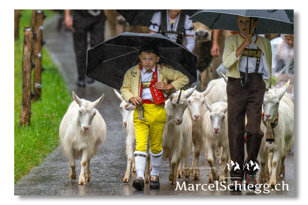 Marcel Schiegg Fotografie, Seealp, Alpstein, Tradition, Brauchtum, Alpfahrt, Oeberefahre, Appenzell
