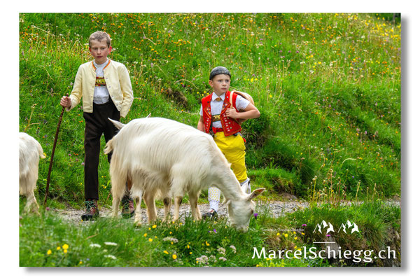 Marcel Schiegg Fotografie, Seealp, Alpstein, Tradition, Brauchtum, Alpfahrt, Oeberefahre, Appenzell, Ziegen