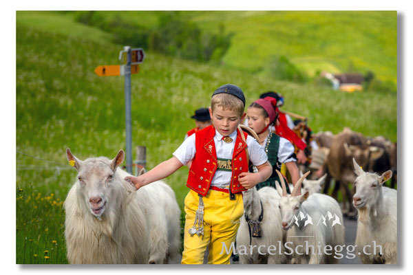 Marcel Schiegg Fotografie, Tradition, Brauchtum, Alpfahrt, Oeberefahre, Appenzell, Appenzellerland, Öberefahre, Alpstein