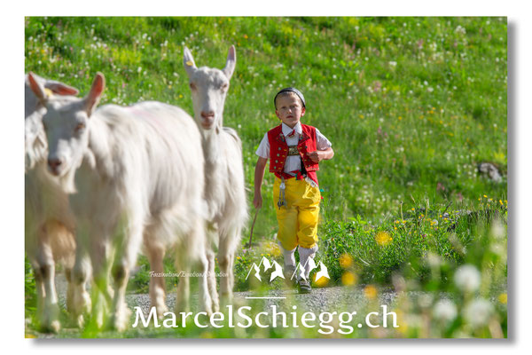 Marcel Schiegg, Tradition, Brauchtum, Alpfahrt, Oeberefahre, Appenzell, Appenzellerziege