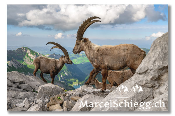 Steinbock/Alpstein Art.-Nr. MZ7-8898