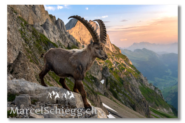 Marcel Schiegg, Marcel Schiegg Fotografie, Alpensteinbock, Steinbock, Wildtiere