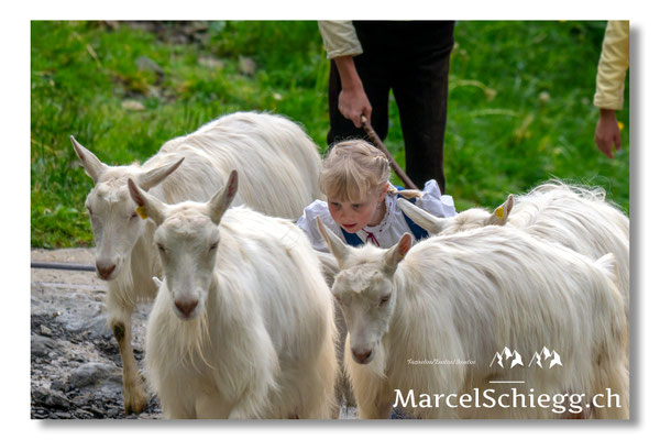 Marcel Schiegg Fotografie, Alpstein, Seealp, Tradition, Brauchtum, Alpfahrt, Oeberefahre, Appenzell, Ziegen