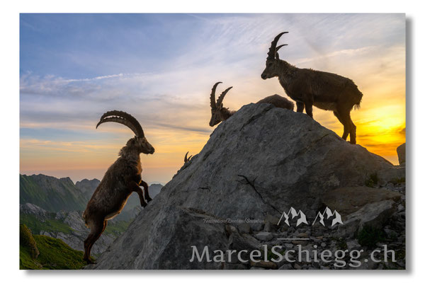 Steinbock/Alpstein Art.-Nr. MZ8-5371/25