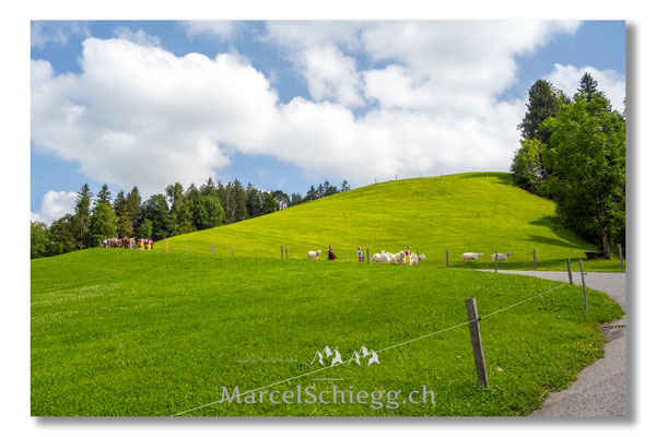 Marcel Schiegg Fotografie, Tradition, Brauchtum, Alpfahrt, Oeberefahre, Appenzell, Appenzellerland, Öberefahre, Alpstein