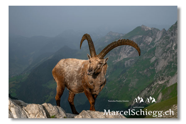 Steinbock/Alpstein Art.-Nr. MZ8-4695/25