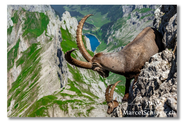 Steinbock/Alpstein Art.-Nr. MZ7-7427