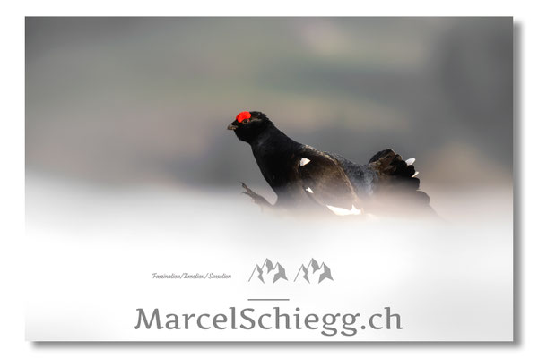Marcel Schiegg, Marcel Schiegg Fotografie, Birkhuhn, Birkhuhnbalz, Balzplatz, Balzzeit, Wildtiere, Alpstein