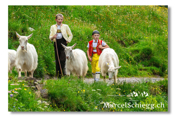 Marcel Schiegg Fotografie, Seealp, Alpstein, Tradition, Brauchtum, Alpfahrt, Oeberefahre, Appenzell, Ziegen
