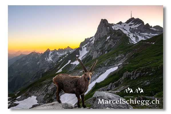 Steinbock/Alpstein Art.-Nr. MZ7-2727