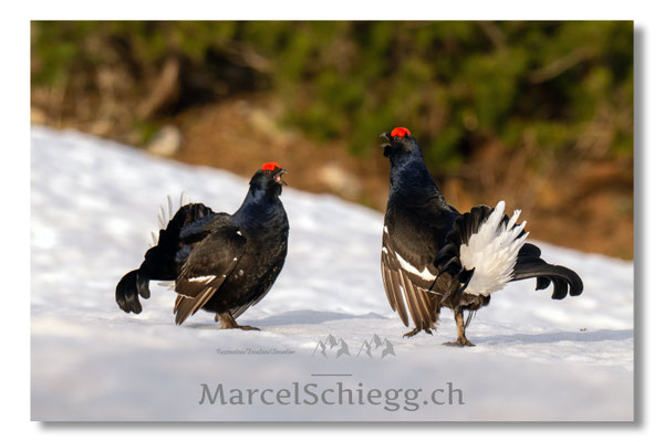 Marcel Schiegg, Marcel Schiegg Fotografie, Birkhuhn, Birkhuhnbalz, Balzplatz, Balzzeit, Wildtiere, Alpstein