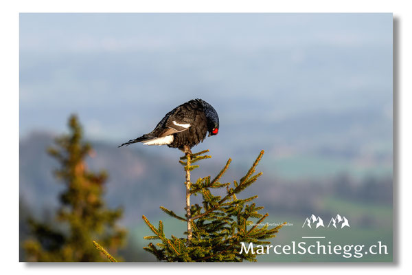 Marcel Schiegg, Marcel Schiegg Fotografie, Birkhuhn, Birkhuhnbalz, Balzplatz, Balzzeit, Wildtiere, Alpstein
