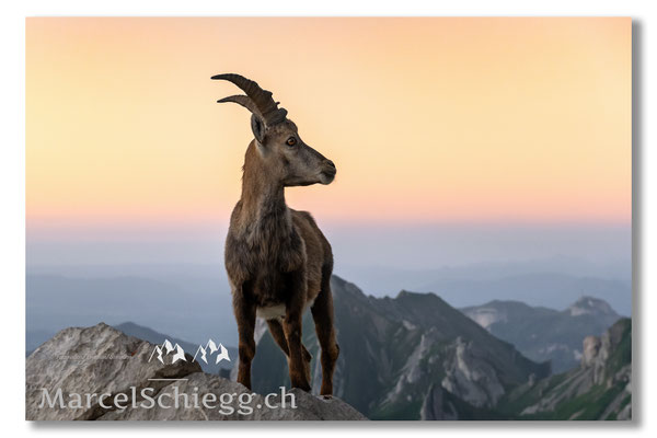Steinbock/Alpstein Art.-Nr. MZ7-4574