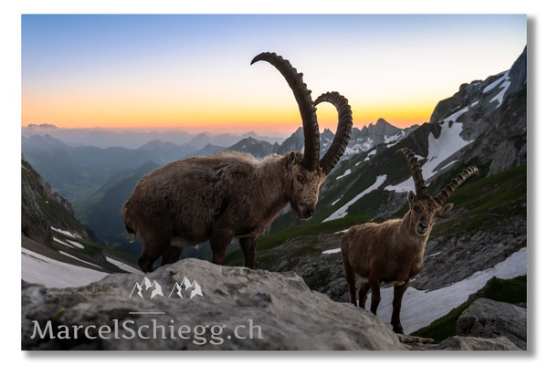 Marcel Schiegg, Marcel Schiegg Fotografie, Alpensteinbock, Steinbock, Wildtiere