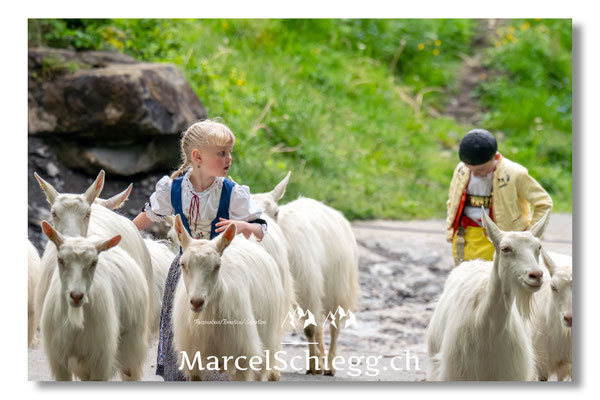 Marcel Schiegg Fotografie, Alpstein, Seealp, Tradition, Brauchtum, Alpfahrt, Oeberefahre, Appenzell, Ziegen