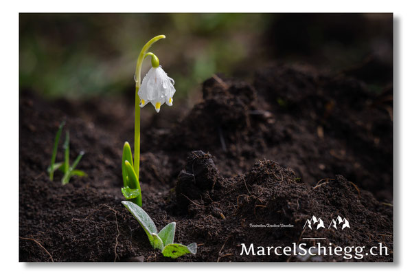 Blumen und Pflanzen Art.-Nr. MS8-0460-25-Märzenbecher (Schneeglöckchen) Leucojum Vernum