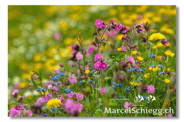 Blumen und Pflanzen Art.-Nr. MS5-0411-20-Rote Lichtnelke Silene Dioica
